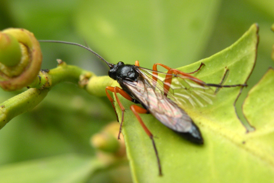 Ichneumonidae indet